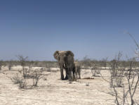 Elefanten im Etosha (c) uwe kahrs