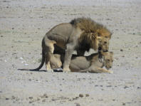 Poppende Löwen im Etosha (c) uwe kahrs