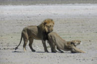 Poppende Löwen im Etosha (c) uwe kahrs