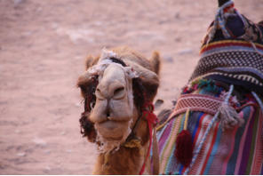 Fotoschlumpfs Abenteuerreisen in Petra