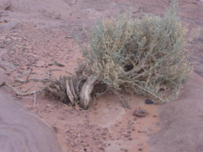 Fotoschlumpfs Abenteuerreisen im Wadi Rum