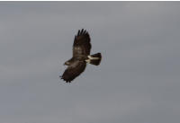 Fotoschlumpfs Tierleben in der Prignitz