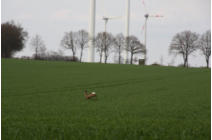 Fotoschlumpfs Tierleben in der Prignitz