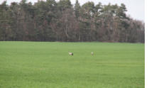 Fotoschlumpfs Tierleben in der Prignitz