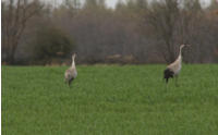 Fotoschlumpfs Tierleben in der Prignitz