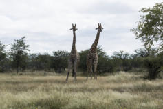 Giraffen in der Ethosa . Powered by Fotoschlumpfs Abenteuerreisen