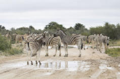 Zebras auf der Straße - auch das ist Namibia