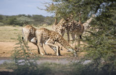 Trinkende Giraffen in Namibia (c) Fotoschlumpfs Abenteuerreisen