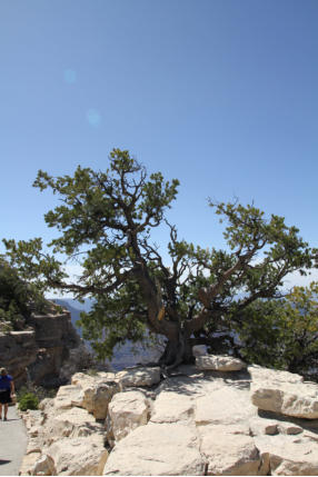 Grand Canyon North Rim - Powered by Fotoschlumpfs Abenteuerreisen.de