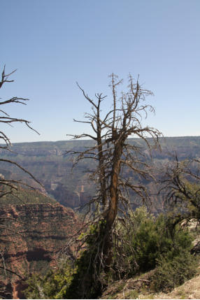 Grand Canyon North Rim - Powered by Fotoschlumpfs Abenteuerreisen.de