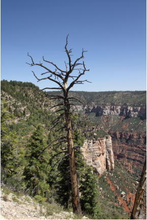 Grand Canyon North Rim - Powered by Fotoschlumpfs Abenteuerreisen.de