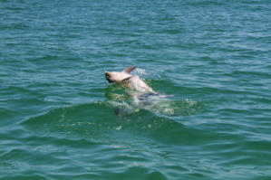 Delphine vor der Küste von Key West. Fotoschlumpfs Abenteuerreisen!