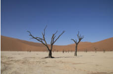 Dead Vlei Namibia - Namib